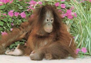 Bébé orang-outang de Bornéo « Manis »