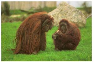 Orang outang - 1997
