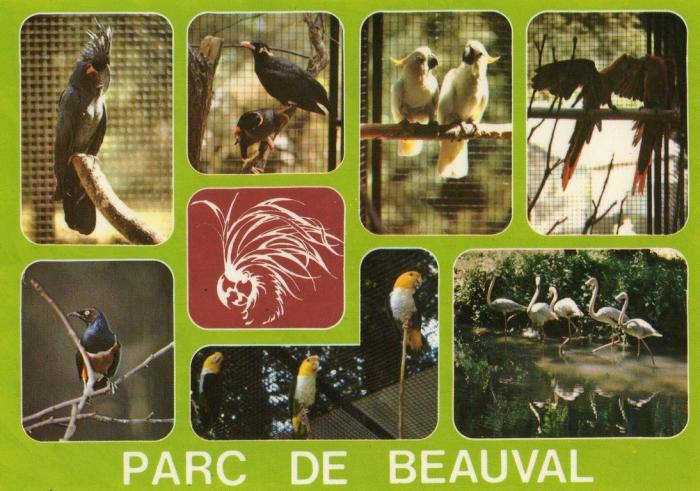 Microglosse, Mainates, Cacatoès à huppe jaune, Aras chloroptères, Merle métallique, Caïques, Flamants