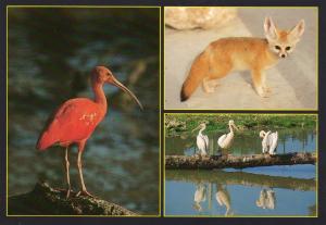 Ibis rouge - Fennec - Pélican