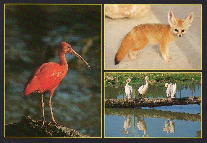Ibis rouge - Fennec - Pélican