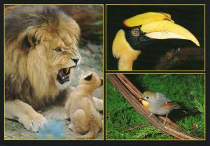 Lion - Calao - Rossignol