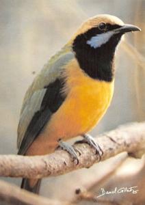 Verdin de Hardwicke