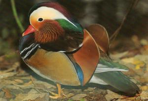 Canard mandarin