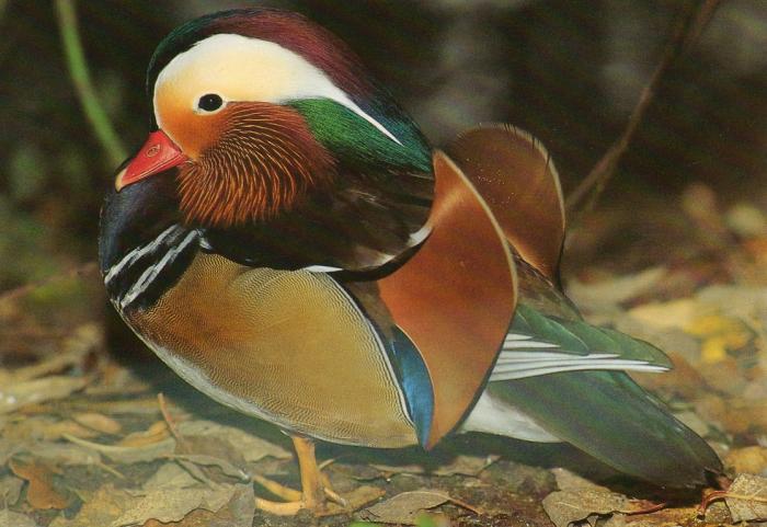 Canard mandarin