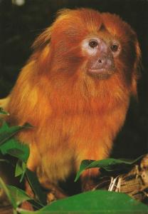 Tamarin lion