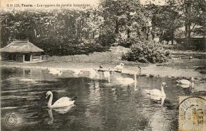 Les cygnes du Jardin Botanique