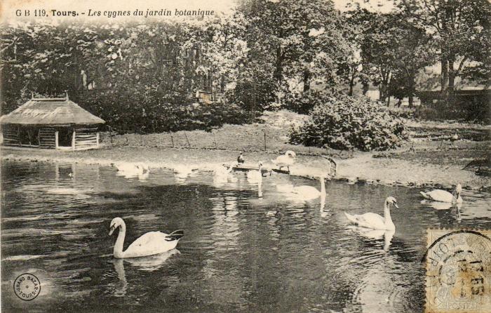 Les cygnes du Jardin Botanique