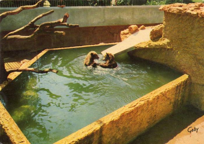 Ours bruns, Tobby et Blanchette nés le 1 Janvier 1961. Don de M. Mme Spiessert, du Cirque Pinder