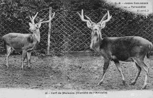 Cerf de Malacca (Variété de l'Arioste)