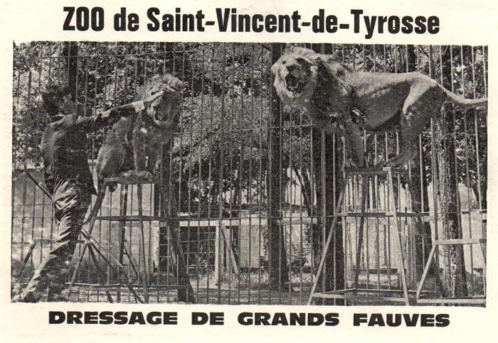 Dressage de Grands Fauves