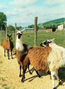 Lama