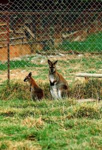 Wallaby de Bennett