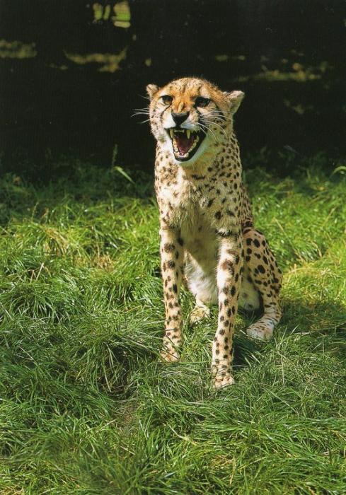 Guépard