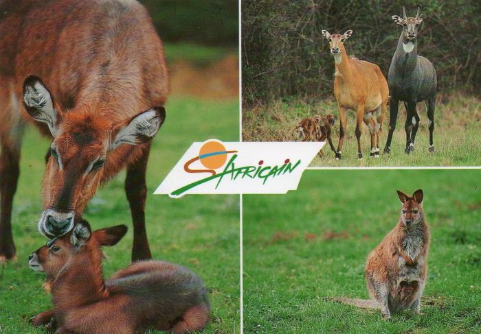 Planète Sauvage - 1998