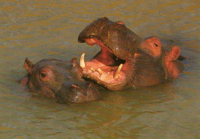 Hippopotames