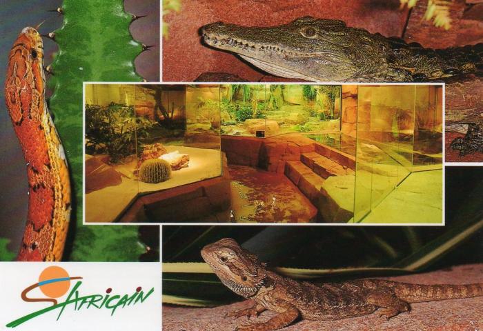 L’arche des reptiles