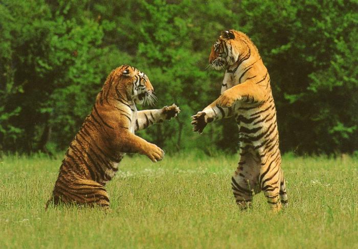 Combat de tigres