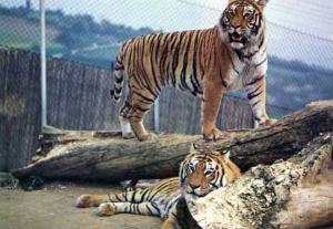 Tigres