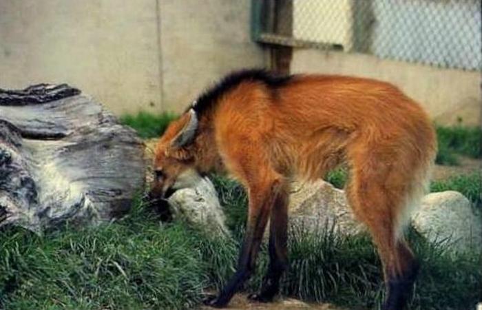 Loup à crinière