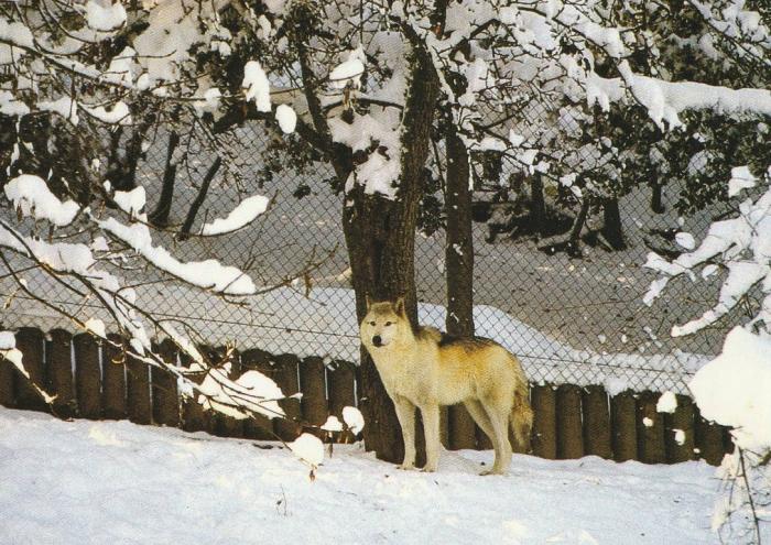 Loup du Canada (Canis lupus occidentalis)