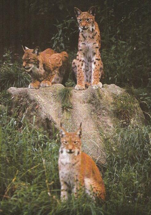 Lynx (Felis lynx)