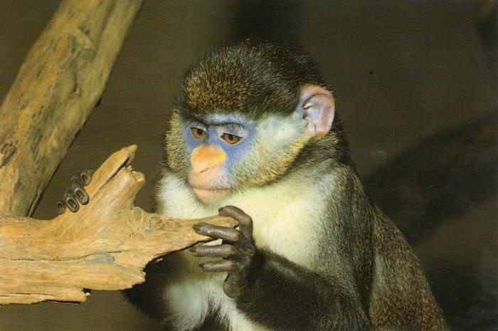 Cercopithèque Nez rouge
