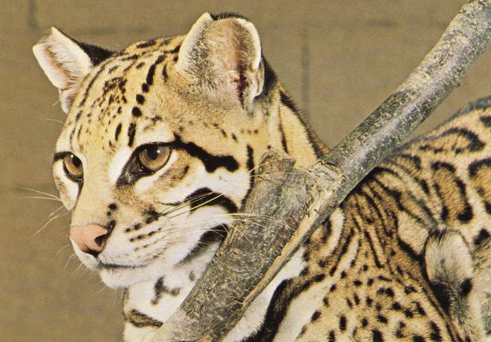 Ocelot