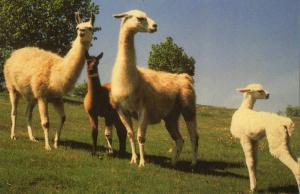 Lamas