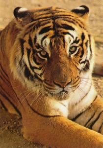 Tigre