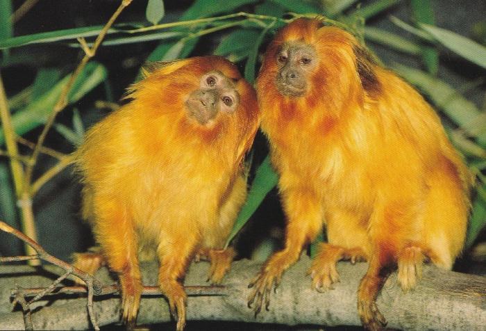 Tamarin lion (petits singes dorés)
