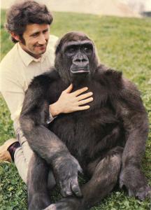 Alexis - Gorille né en 1974