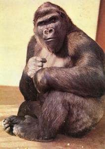 "Platon" Gorille né en 1972