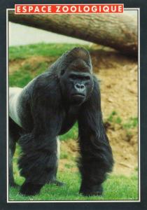 Gorille "Platon" - 1993