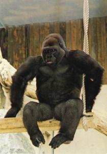 Alexis sur sa balançoire