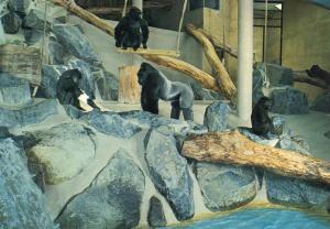 La Maison des Gorilles