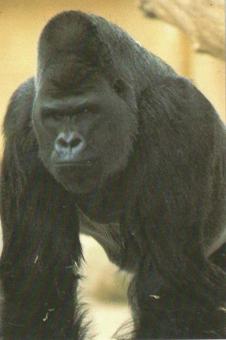 Gorille