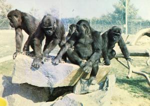 Kokoti né en 1976, Fatou née en 1977, Cosima née en 1977, Pamela née en 1977, Hiamina née en 1978