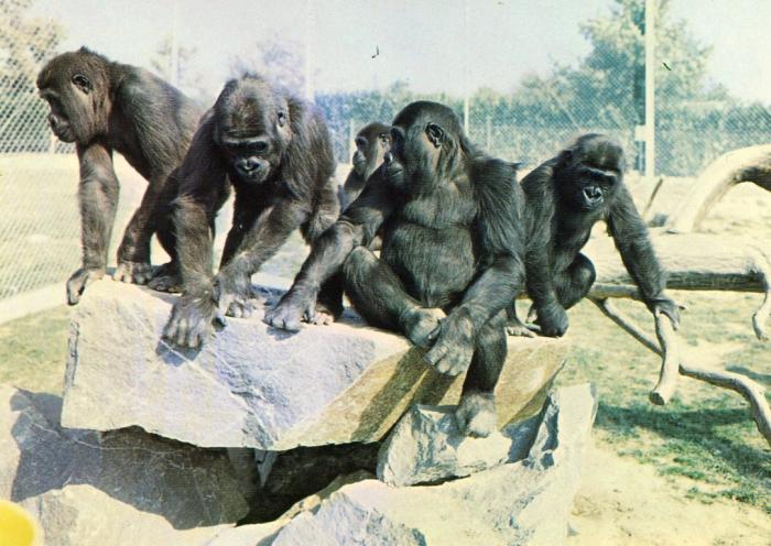 Kokoti né en 1976, Fatou née en 1977, Cosima née en 1977, Pamela née en 1977, Hiamina née en 1978