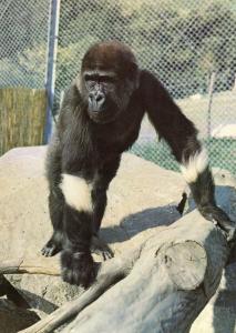 Fatou - Gorille née en 1977 avec deux bracelets de poils blancs aux avant bras (Unique au Monde )