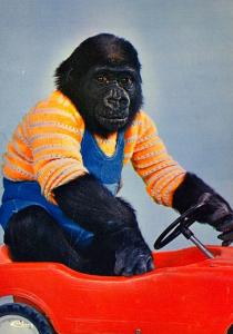 Alexis le bébé gorille