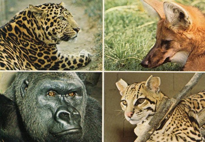 Panthère tachetée - Loup à crinière - Gorille - Ocelot