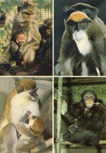 Macaque crabier - Cercopithèque de Brazza - Vervet - Chimpanzé