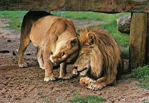 Lions