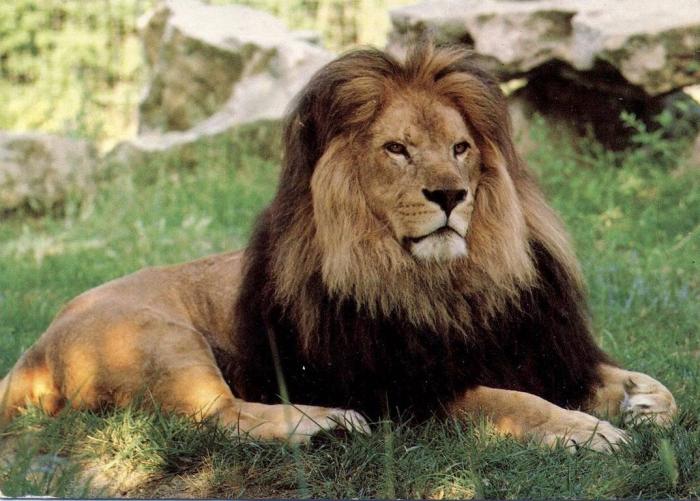 Lion