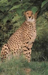 Guépard