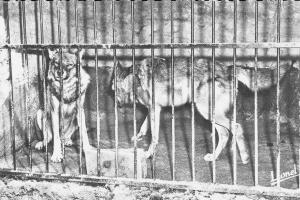Les Loups