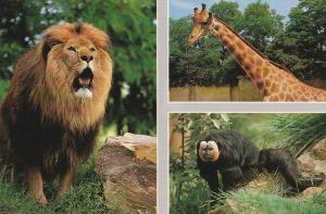 Collection Louis et Pierre Gay - (Lion - Girafe - Saki)