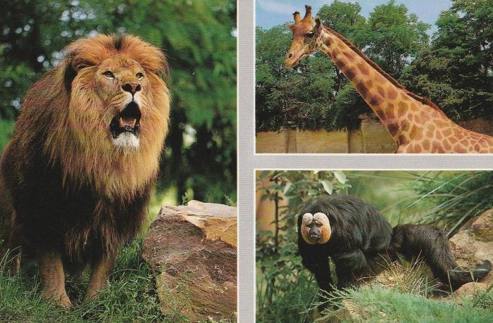 Collection Louis et Pierre Gay - (Lion - Girafe - Saki)