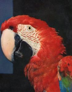 Oiseaux Exotiques - Ara Macao